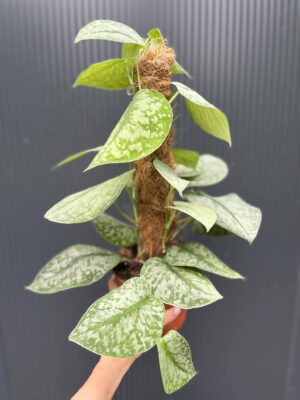 Scindapsus Silver Splash