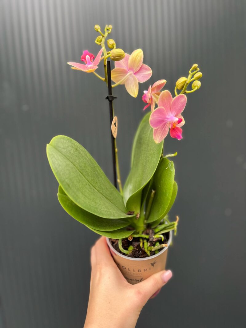 Phalaenopsis ‘Summer Song’ | Storczyk