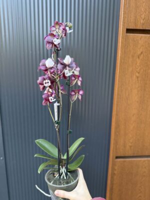 Phalaenopsis ‘Black Widow’ I Storczyk