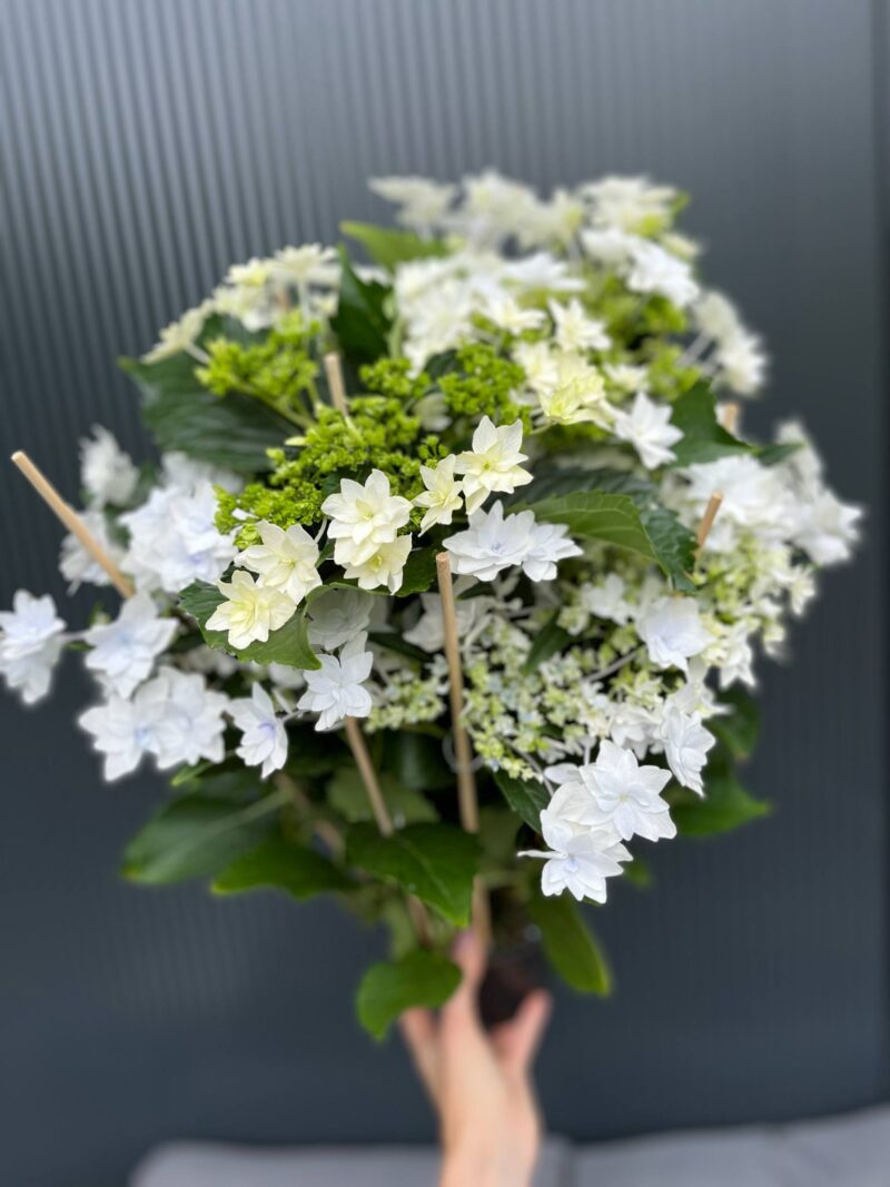 Hortensja Ogrodowa | Hydrangea macrophylla white hybrid