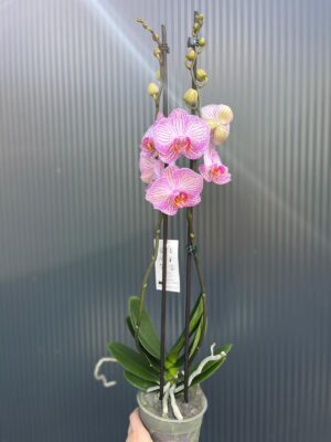 phalaenopsis tropic picotee | Storczyk przekwitnięty
