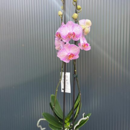 phalaenopsis tropic picotee | Storczyk przekwitnięty