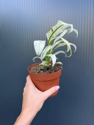 Epipremnum giganteum marble Variegata