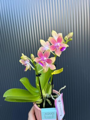 Phalaenopsis Aromio Spring | Storczyk pachnący