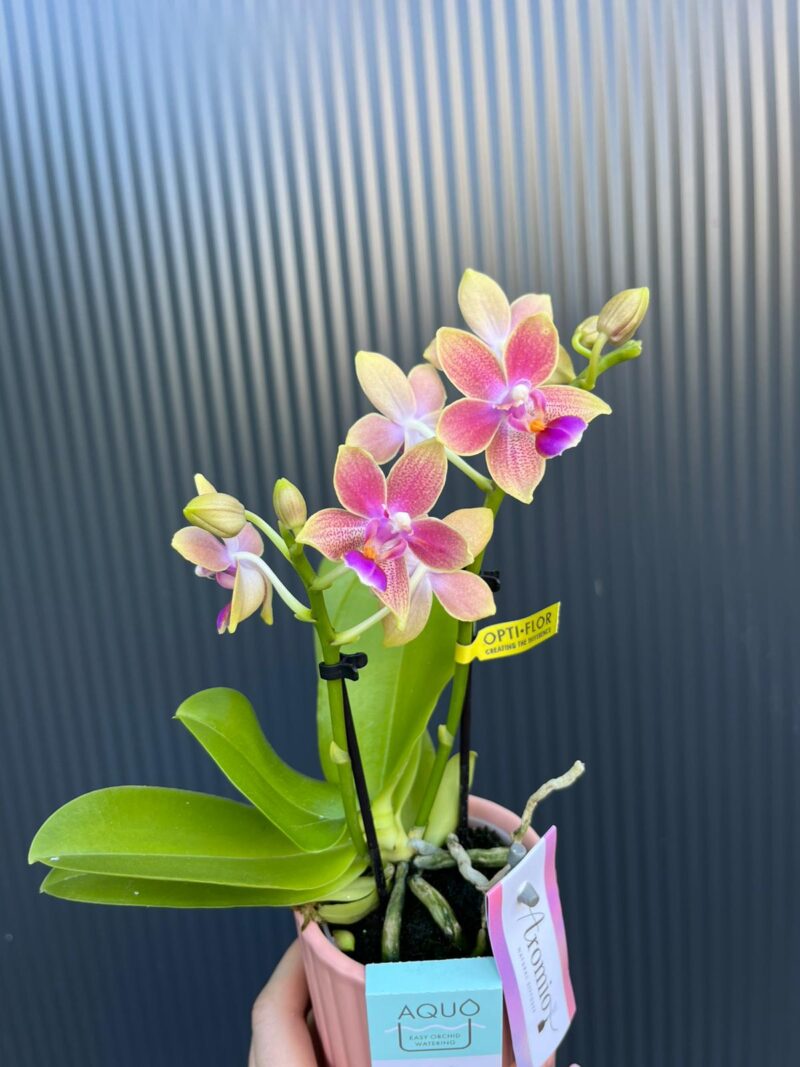 Phalaenopsis Aromio Spring | Storczyk pachnący