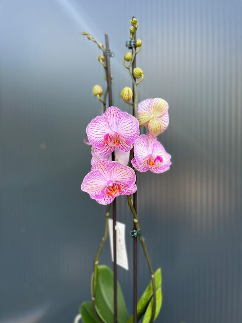 phalaenopsis tropic picotee | Storczyk przekwitnięty