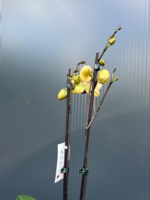 phalaenopsis deep secret | Storczyk