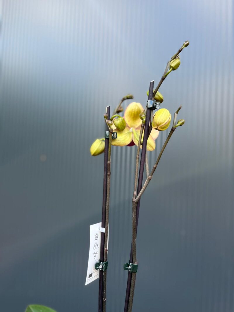 phalaenopsis deep secret | Storczyk