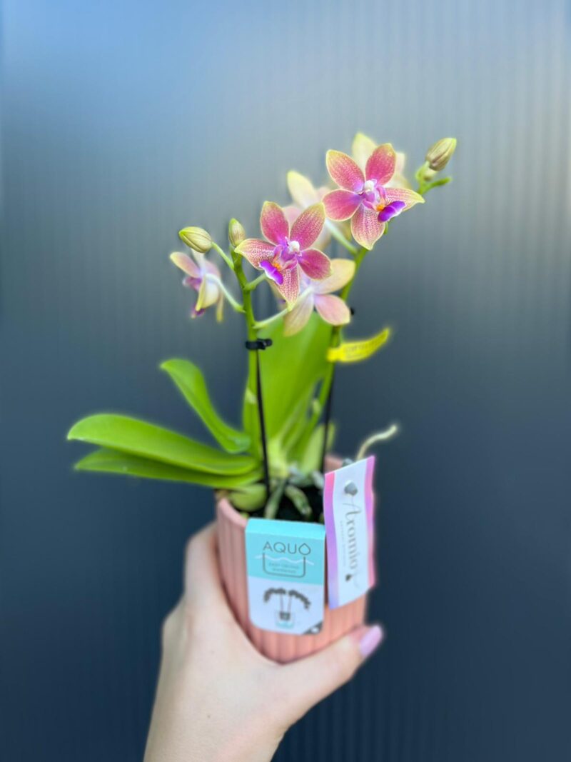 Phalaenopsis Aromio Spring | Storczyk pachnący