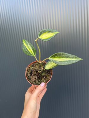 Hoya Pot of Gold