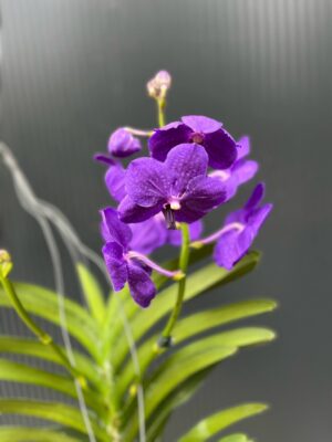 Vanda | Wanda storczyk | mix kolorów