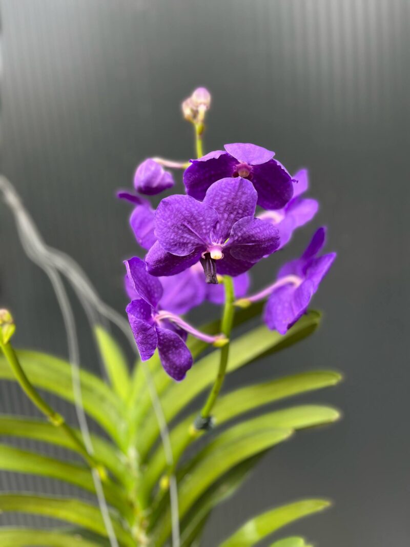 Vanda | Wanda storczyk | mix kolorów