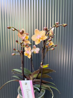 Phalaenopsis Aromio Powdery | Storczyk Pachnący