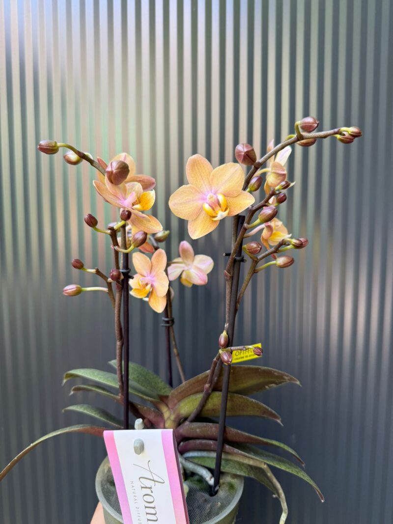 Phalaenopsis Aromio Powdery | Storczyk Pachnący