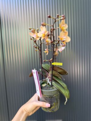 Phalaenopsis Aromio Powdery | Storczyk Pachnący