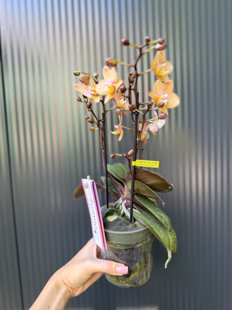 Phalaenopsis Aromio Powdery | Storczyk Pachnący