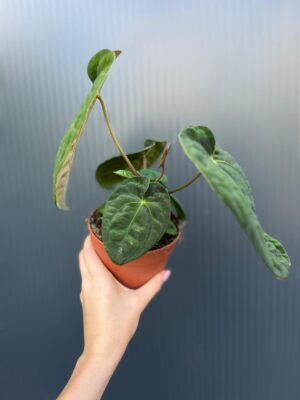 Anthurium Dark Phoenix