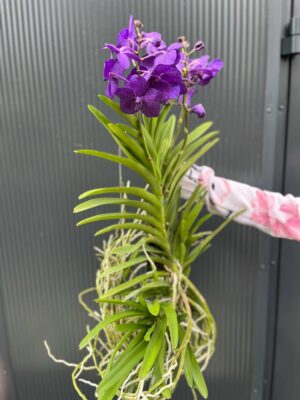 Vanda | Wanda storczyk | mix kolorów