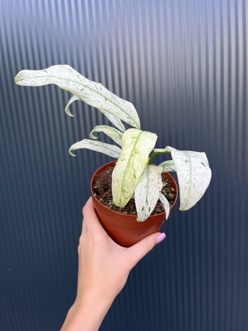 Epipremnum giganteum marble Variegata