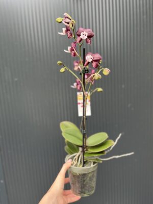 Phalaenopsis ‘Black Widow’ I Storczyk