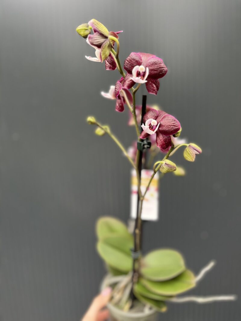 Phalaenopsis ‘Black Widow’ I Storczyk