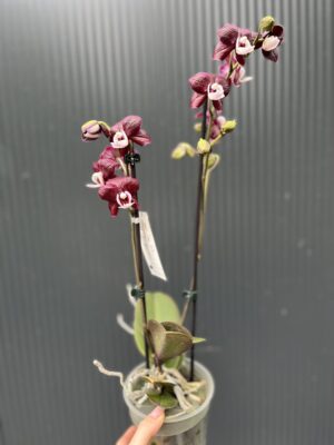 Phalaenopsis ‘Black Widow’ I Storczyk
