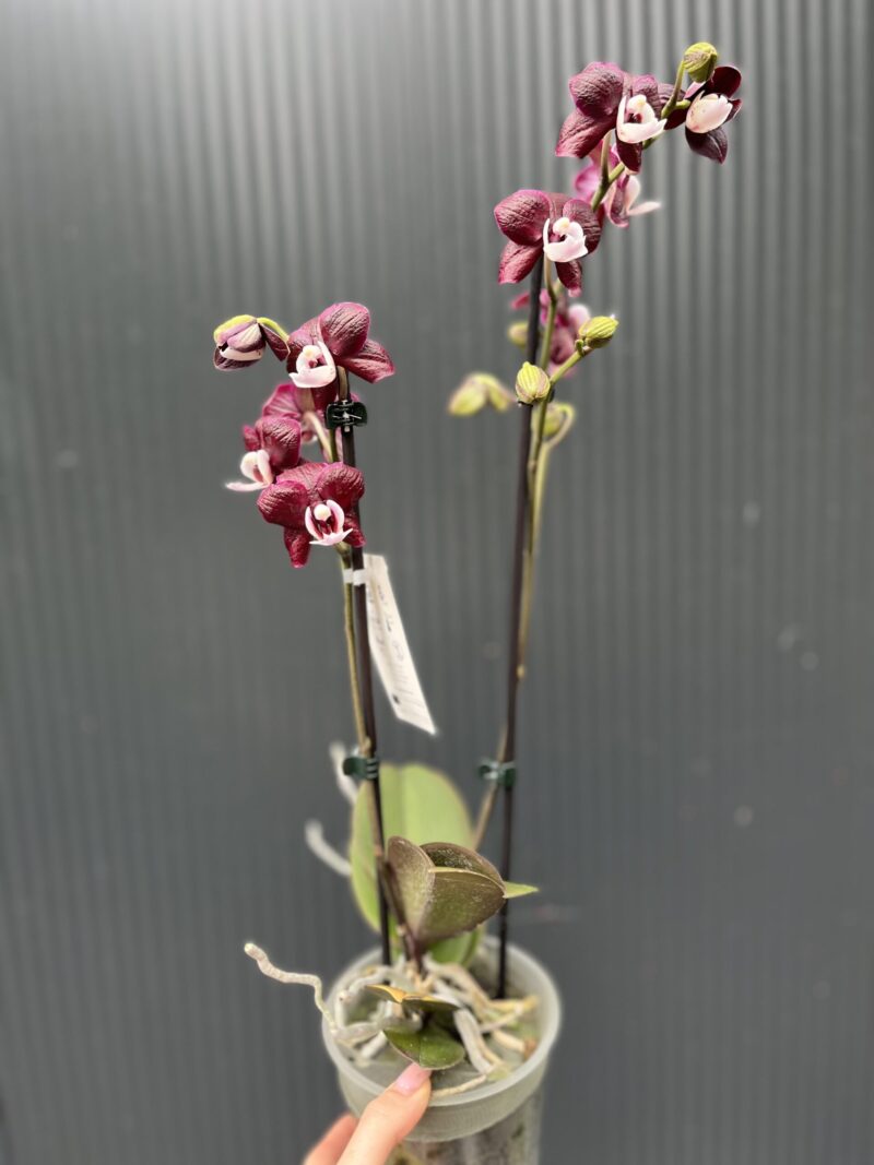 Phalaenopsis ‘Black Widow’ I Storczyk