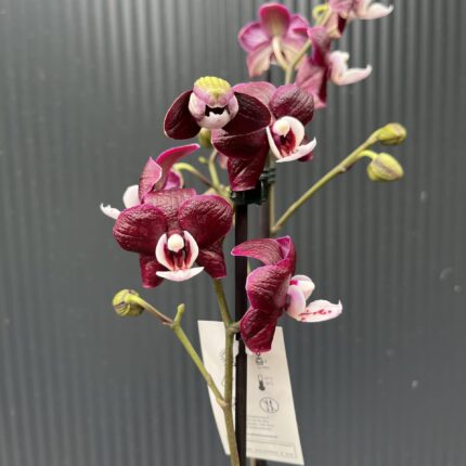 Phalaenopsis ‘Black Widow’ I Storczyk