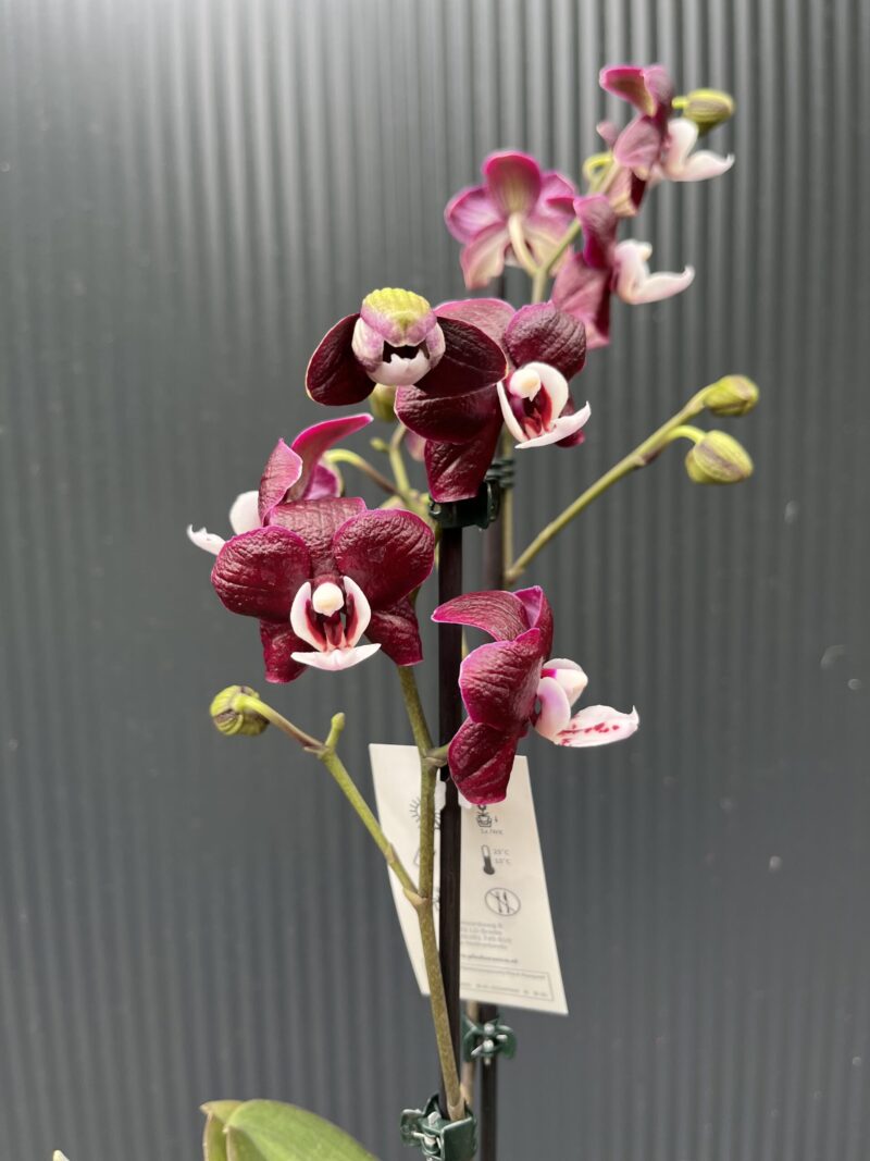 Phalaenopsis ‘Black Widow’ I Storczyk