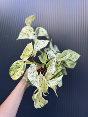 Epipremnum snow Leopard