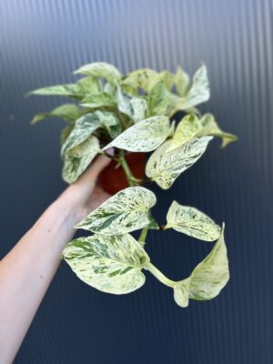 Epipremnum snow Leopard