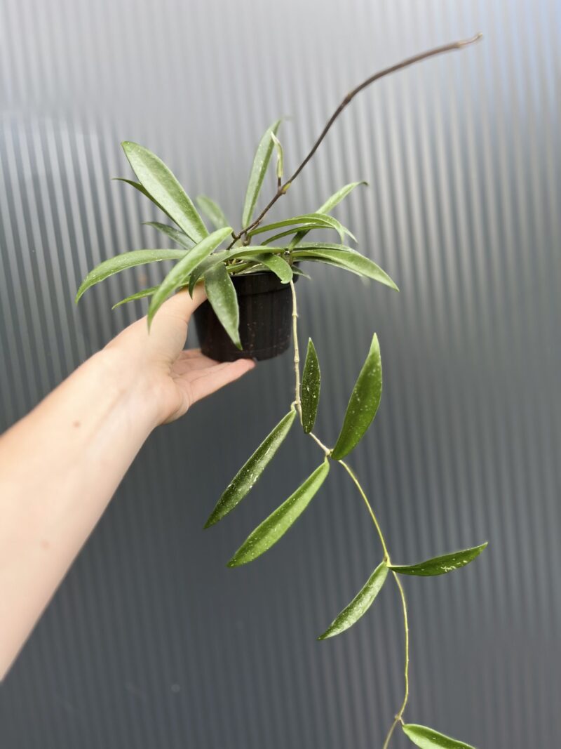 Hoya Shepherdii