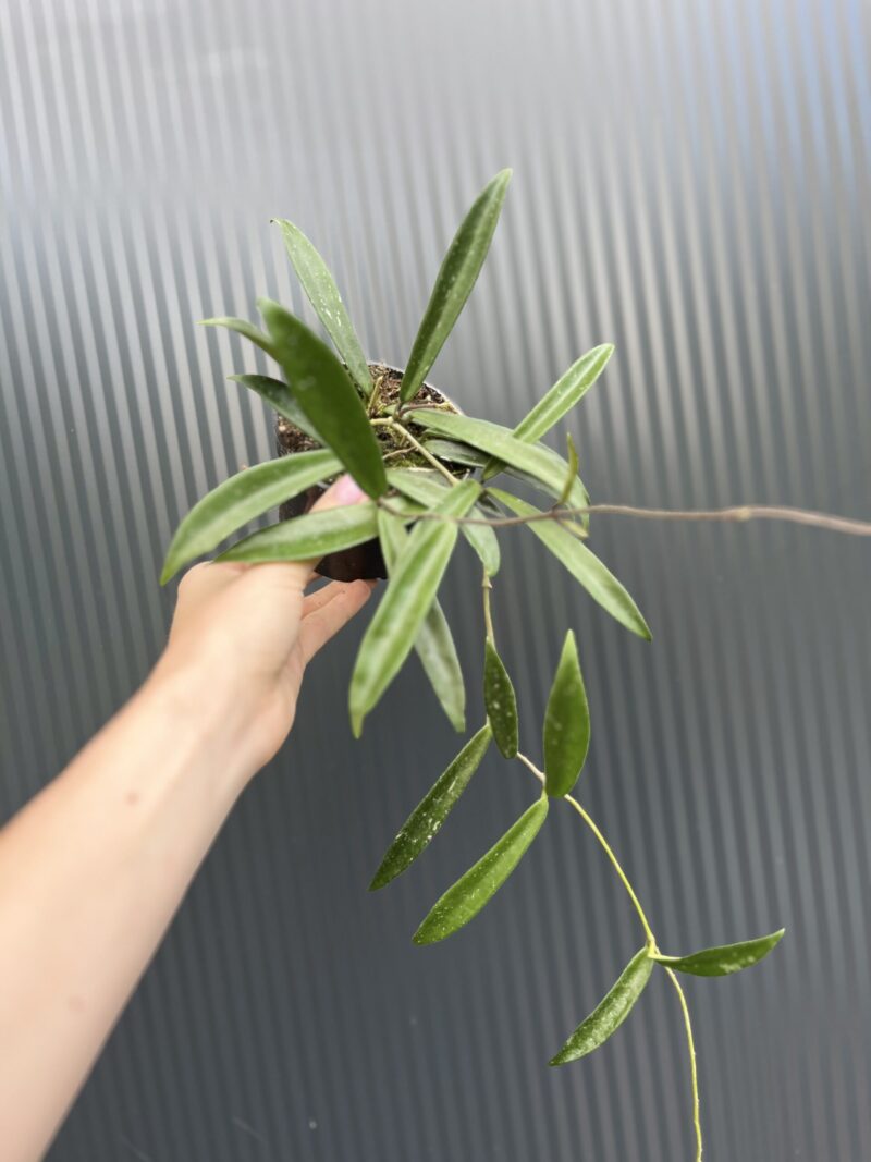Hoya Shepherdii