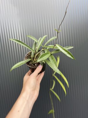 Hoya Shepherdii