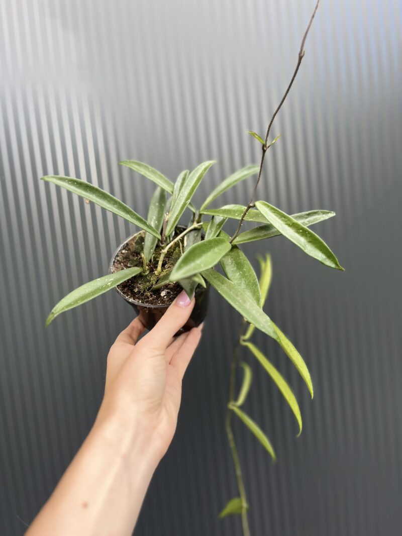 Hoya Shepherdii