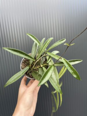 Hoya Shepherdii