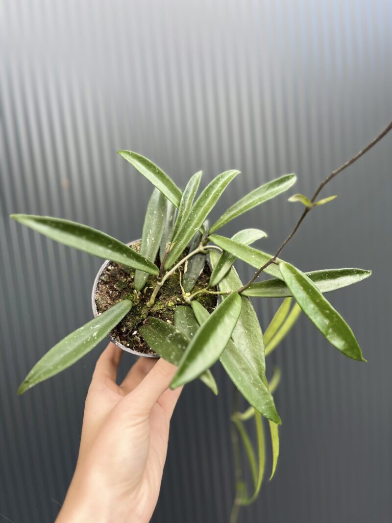 Hoya Shepherdii
