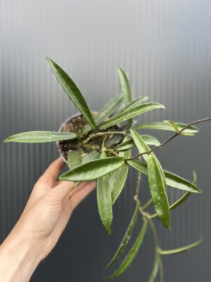Hoya Shepherdii