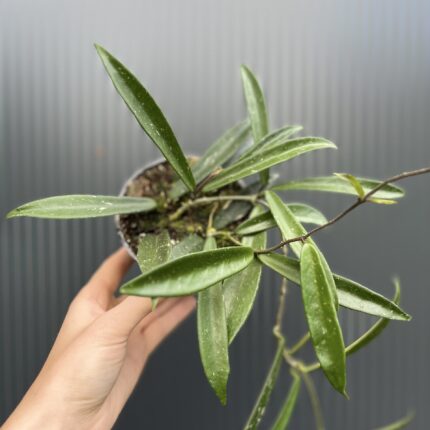 Hoya Shepherdii