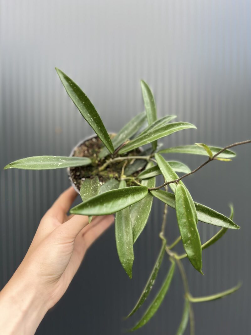 Hoya Shepherdii Hoya Shepherdii