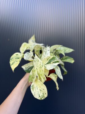 Epipremnum snow Leopard