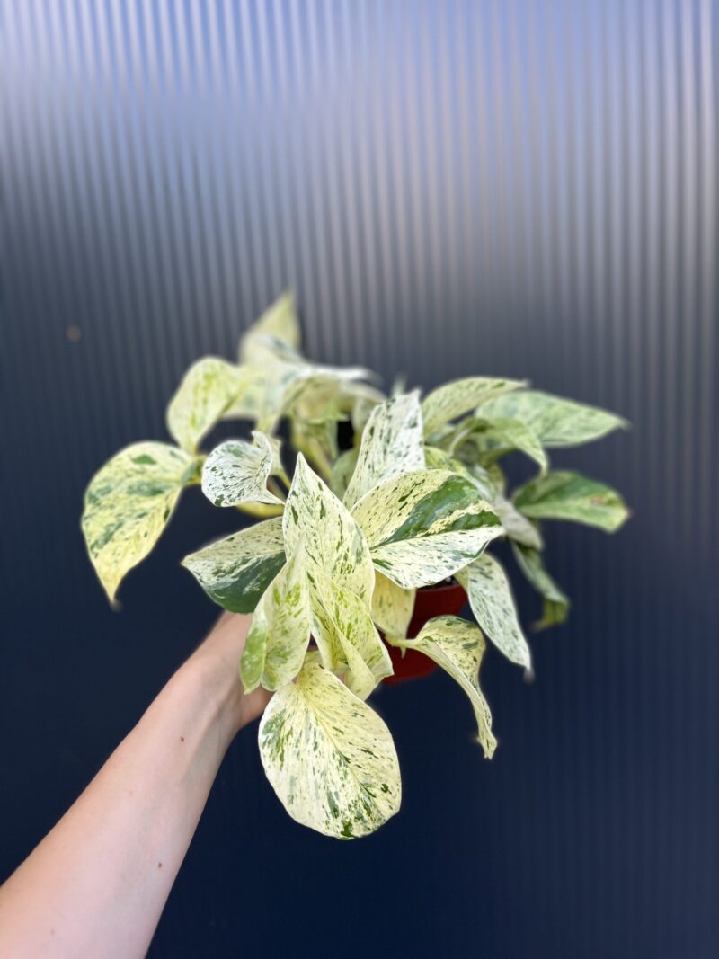 Epipremnum snow Leopard