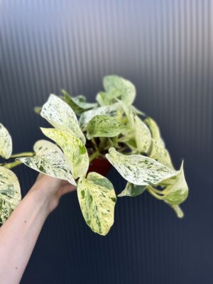 Epipremnum snow Leopard