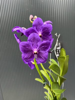 Vanda | Wanda storczyk | mix kolorów