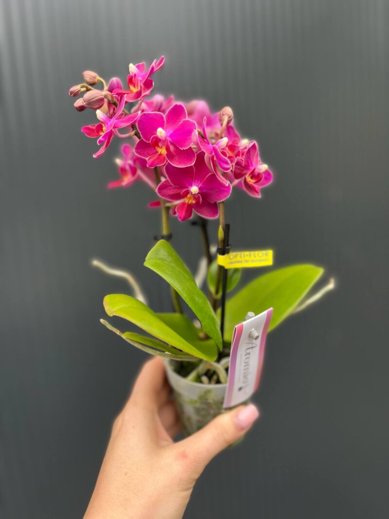 Phalaenopsis ‘Aromio Fruity’ | Storczyk Pachnący