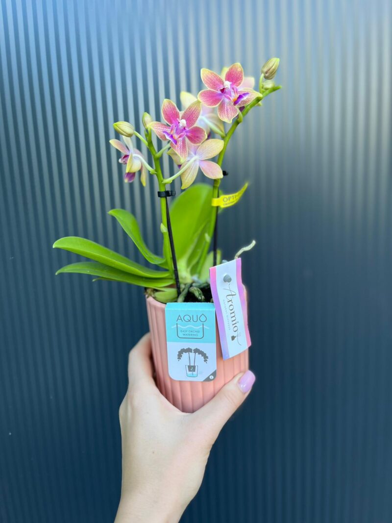 Phalaenopsis Aromio Spring | Storczyk pachnący