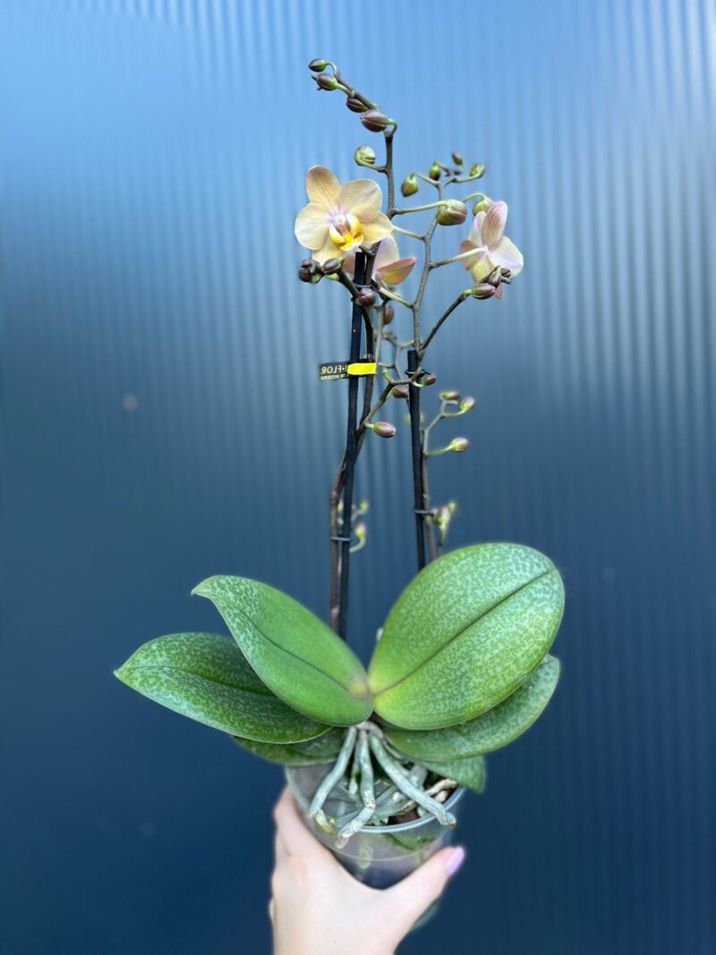 Phalaenopsis Aromio Fresh l Storczyk Pachnący