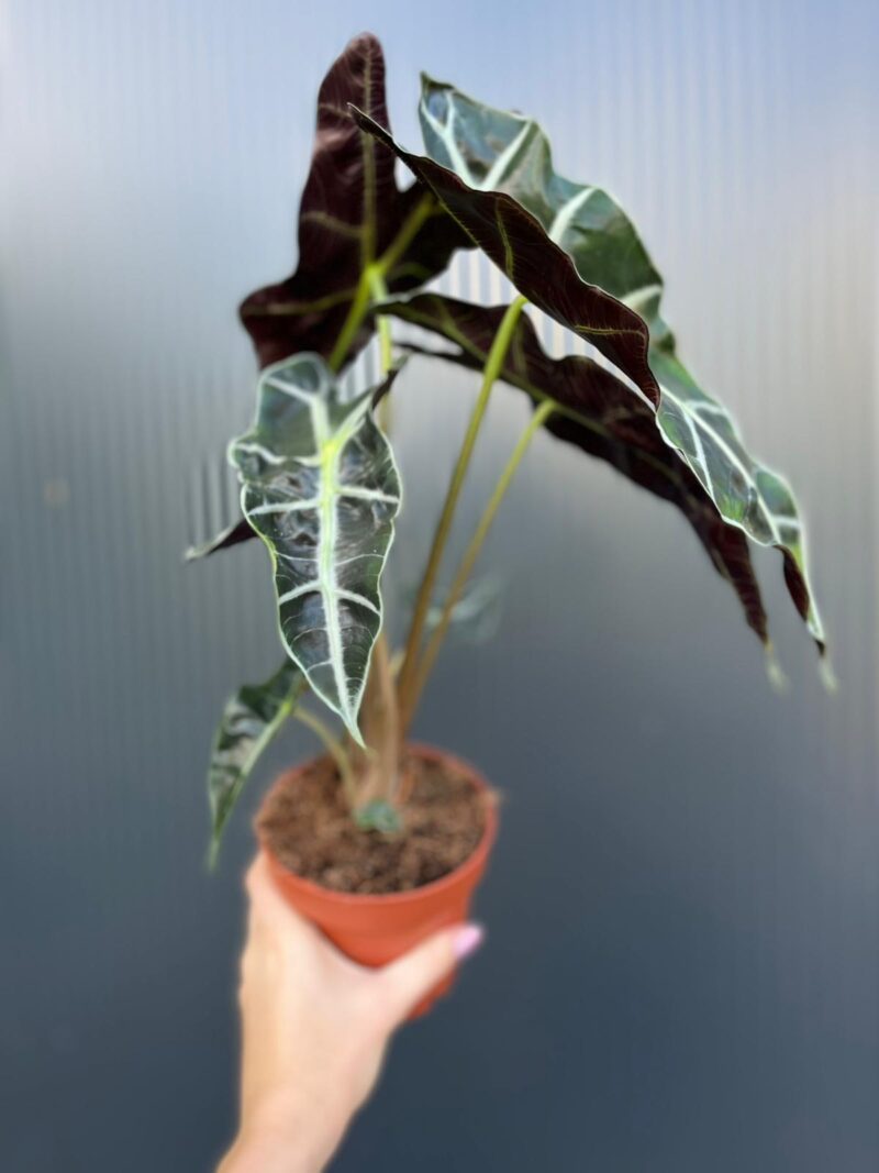 Alocasia Polly