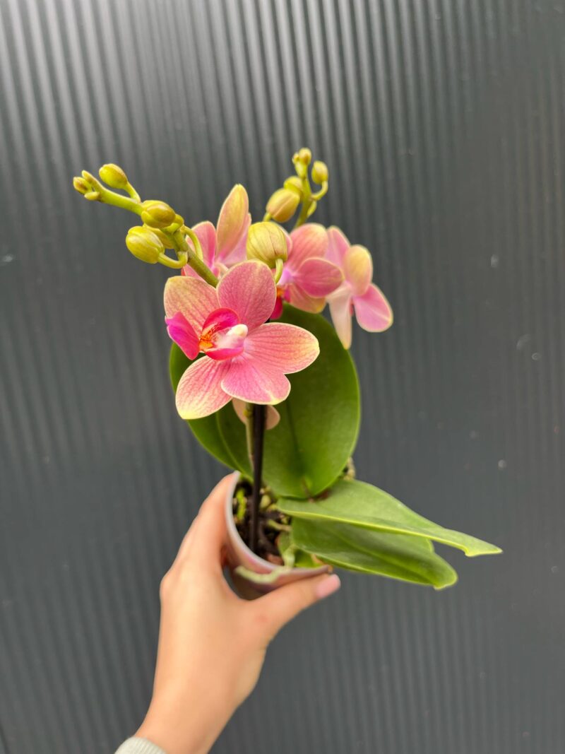 Phalaenopsis ‘Summer Song’ | Storczyk Phalaenopsis ‘Summer Song’ | Storczyk