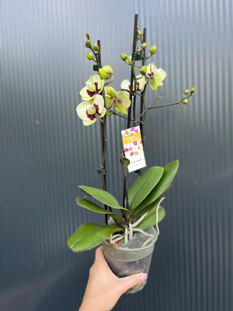 phalaenopsis deep secret | Storczyk